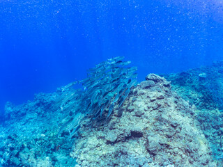 水面近くを泳ぐ美しいボラ（ボラ科）の群れ。
英名、学名：Flathead Gray Mullet (Mugil cephalus)
静岡県伊豆半島賀茂郡南伊豆町中木ヒリゾ浜-2024年
