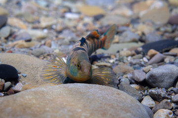Rainbow darter displaying on the bottom of a river