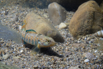 Rainbow darter displaying on a riverbed