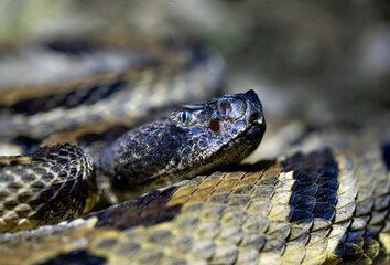 Timber rattlesnake closeup in forest