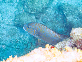 大きく美しいコロダイ（イサキ科）。
英名、学名：Painted Sweetlips (Diagramma pictum)
静岡県伊豆半島賀茂郡南伊豆町中木ヒリゾ浜-2024年
