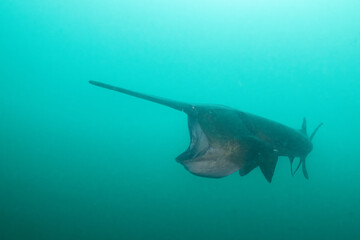 Fototapeta premium American paddlefish feeding on plankton in lake