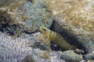 Tippecanoe darter at the bottom of a river