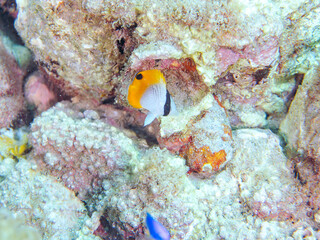 可愛いトゲチョウチョウウオ（チョウチョウオ科）の幼魚他。
英名、学名：Threadfin Butterflyfish (Chaetodon Auriga)
静岡県伊豆半島賀茂郡南伊豆町中木ヒリゾ浜-2024年
