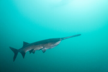 Obraz premium American paddlefish swimming in clear blue lake