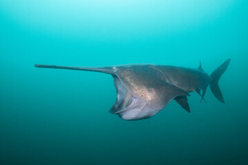American paddlefish feeding on plankton in lake