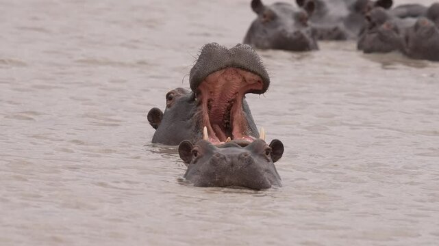 Hippo or Hippopotamus (Hippopotamus amphibius) in an African river showing territorial behavior. this hippo is yawning to show its teeth in a warning display behavior. Slow motion