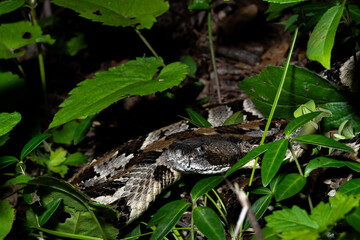Timber rattlesnake laying to wait in ambush
