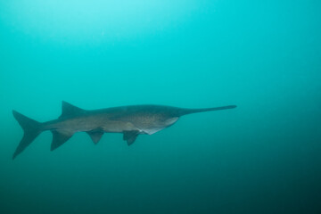 Obraz premium American paddlefish swimming in blue lake with mouth closed