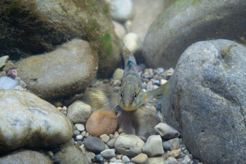 Rainbow darter displaying on a riverbed