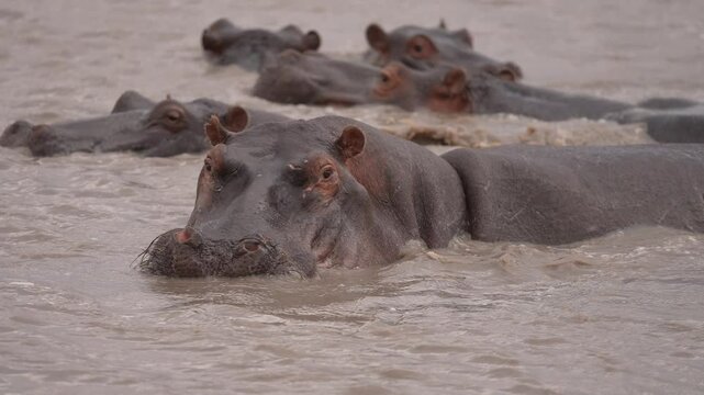 Hippo or Hippopotamus (Hippopotamus amphibius) in an African river showing territorial behavior. Large scarred up bull ready to attack to defend his harem of cows and calves. Slow motion