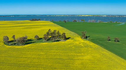 Fototapeta premium Aerial view of canola and green fields together and Lake Mulwala beyond