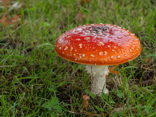 PA190508 fly agaric mushroom, Amanita muscaria, cECP 2024