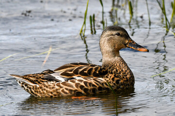 duck on the water