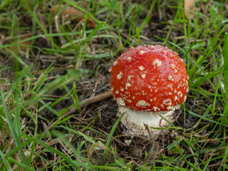 PA190510 newly emerged fly agaric mushroom, Amanita muscaria, cECP 2024
