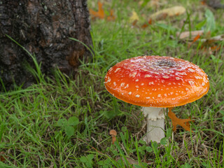 PA190519 fly agaric mushroom, Amanita muscaria, near oak tree cECP 2024