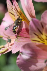 bee collecting nectar from the flower