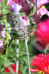 bee collecting nectar from the flower