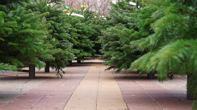 Funny dachshund dog in hat with earflaps sheepskin coat runs in park along pine alley along trees, in a hurry to the Christmas sale, holiday bustle, searching for gifts Deadline, last minute tour rush