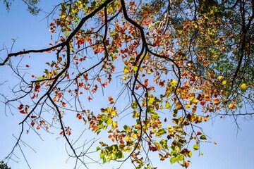 Autumn's Tapestry: A Symphony of Colors in the Canopy