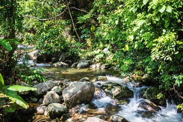 Serene Forest Stream Flowing Through Lush Greenery