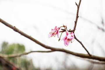 Raindrops on Petals: A Delicate Beauty