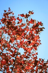 Autumn Leaves Against a Clear Blue Sky