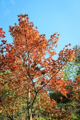 Autumn Leaves Against a Clear Blue Sky