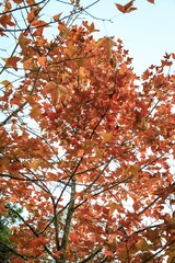 Autumn Leaves Against a Clear Blue Sky