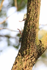 Pyrops Candelaria Insects Climbing Tree Trunk
