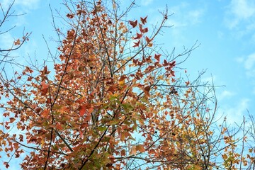 Autumn Leaves Against a Clear Blue Sky