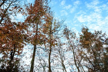 Autumn Leaves Against a Clear Blue Sky