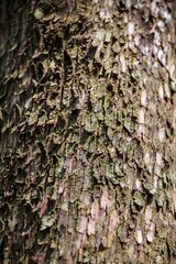 Close-Up of Textured Tree Bark in Natural Light