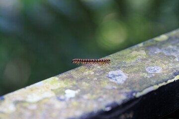 Colorful Millipede Crawling on Mossy Surface in Nature
