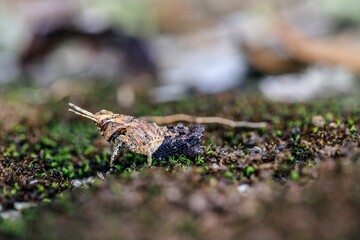 Close-Up of a Brown Grasshopper on Mossy Ground