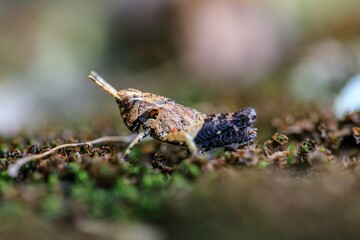 Close-Up of a Brown Grasshopper on Mossy Ground