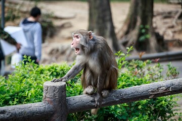 Monkey Sitting on Wooden Fence in Park