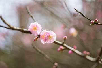 Beautiful Plum Blossoms Blooming in Springtime