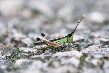 A Leaping Legend: A Green Grasshopper Perched on a Rocky Path