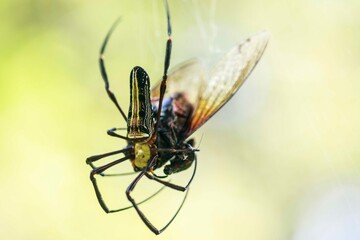 A Delicate Hunter: A Golden Silk Orb-Weaver Captures Prey
