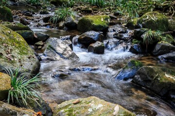 Flowing Stream through a Lush Forest Landscape