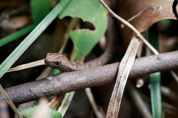A Camouflaged Creature: A Tiny Snake Hides Among Dried Leaves