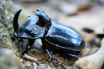 The Rhinoceros Beetle in its Natural Habitat
