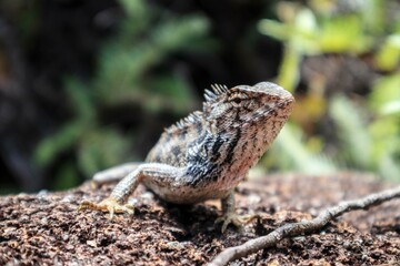 Camouflaged Oriental Garden Lizard Basking in the Sunlight
