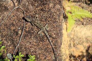 Camouflaged Oriental Garden Lizard Basking in the Sunlight