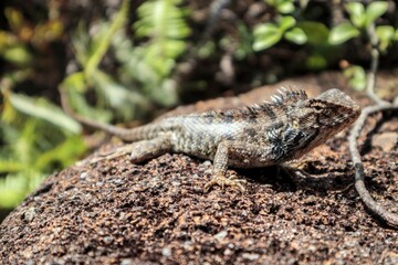 Camouflaged Oriental Garden Lizard Basking in the Sunlight