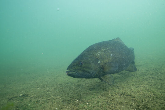 Smallmouth bass swimming at bottom of lake