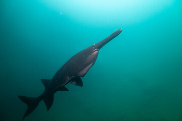 Dark colored paddlefish in a lake