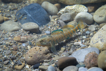 Rainbow darter displaying on the bottom of a river