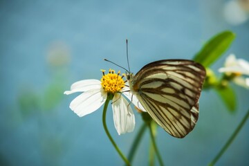 Common Gull Butterfly on a White Flower